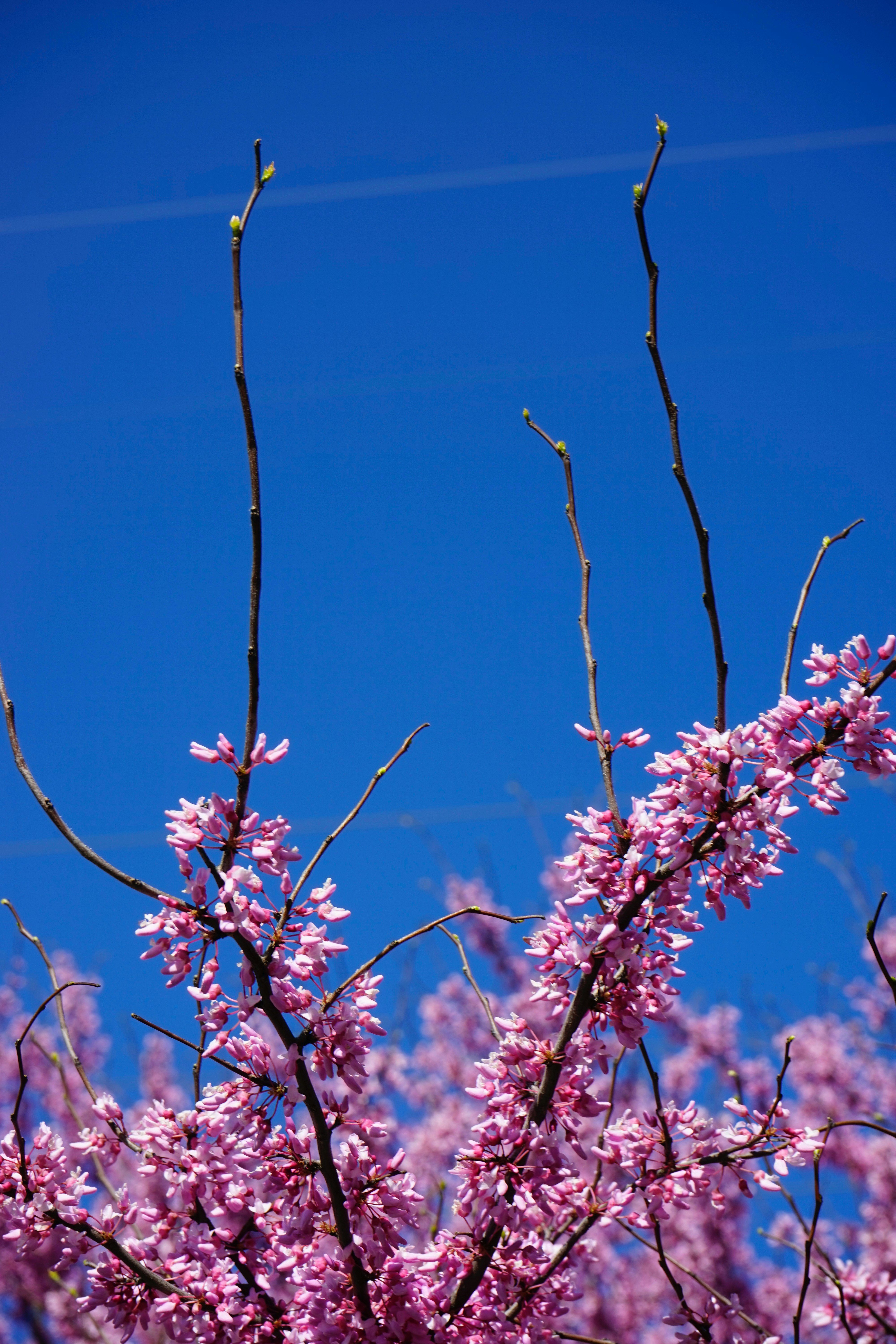 red flowers under blue sky during daytime